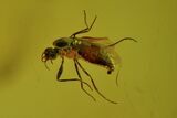 Detailed Fossil Fly (Diptera) In Baltic Amber #58046-1